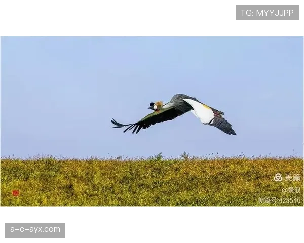 乌干达鹤军团首登国际舞台，彰显文化魅力与生态保护决心